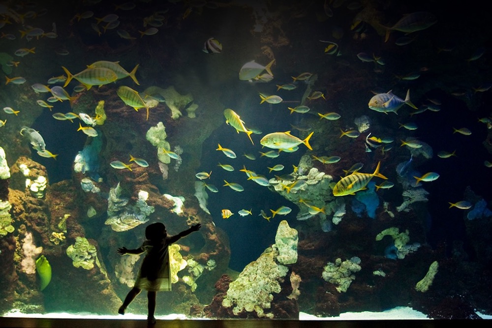 San Sebastian Aquarium twisht