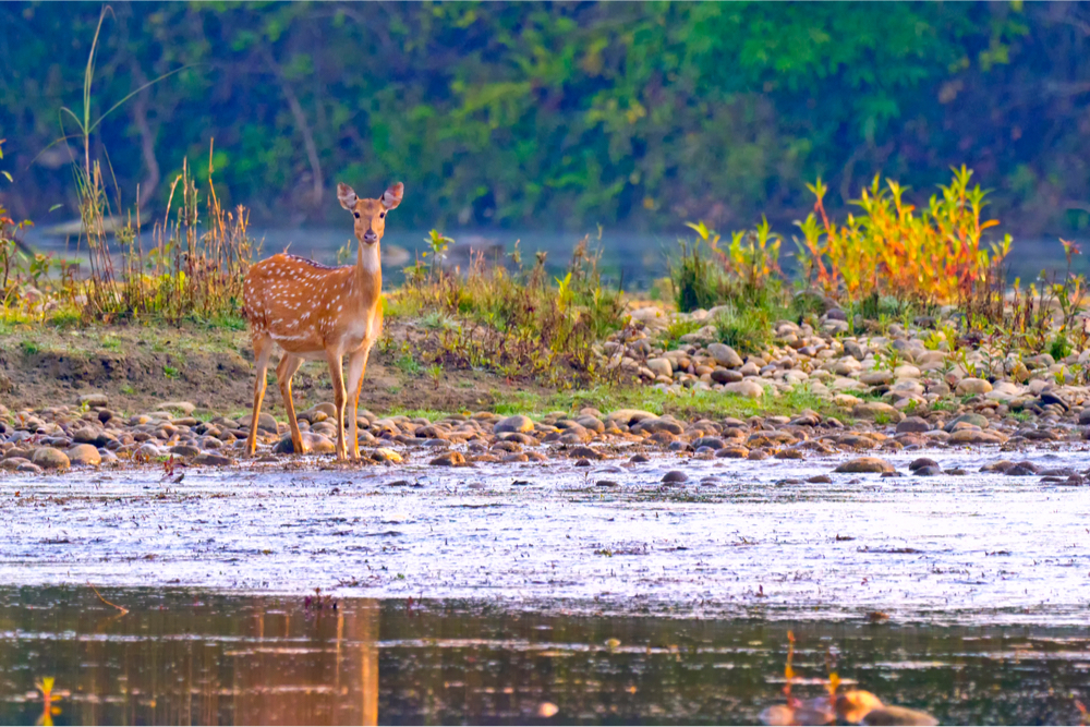 Bardiya National Park Nepal twisht