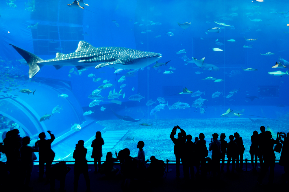 Dubai Aquarium Blog