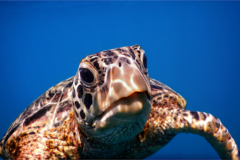 Samoa Sea Turtle Blog twisht