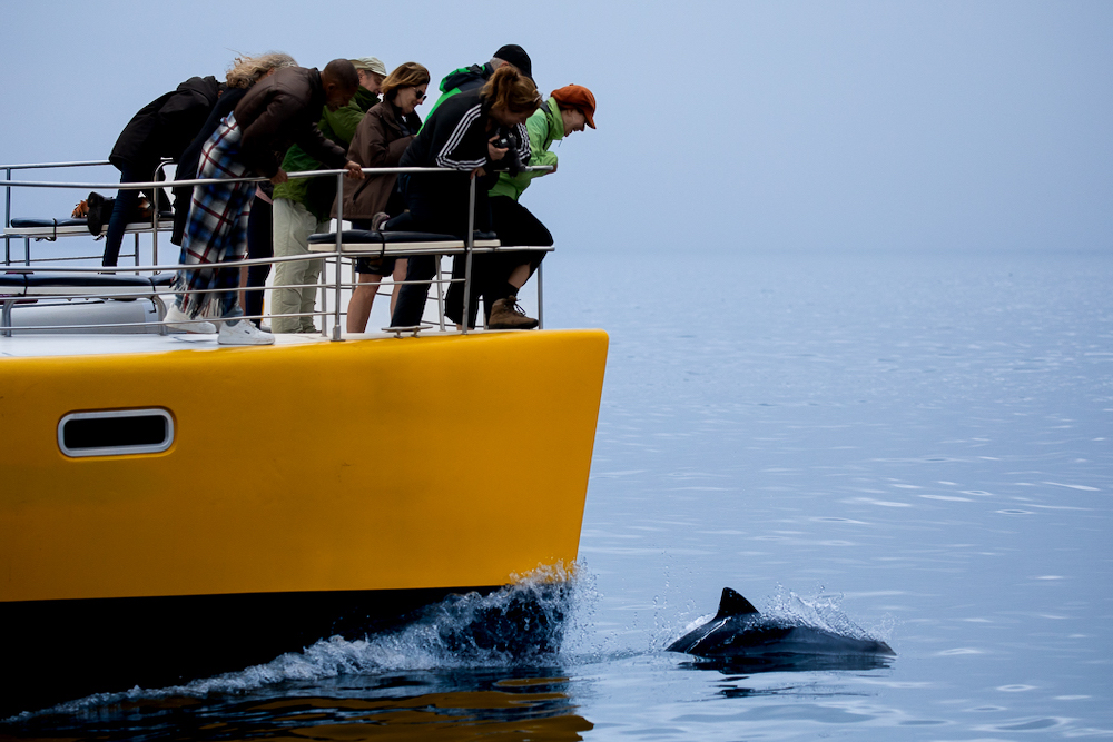 Walvis Bay dolphins twisht