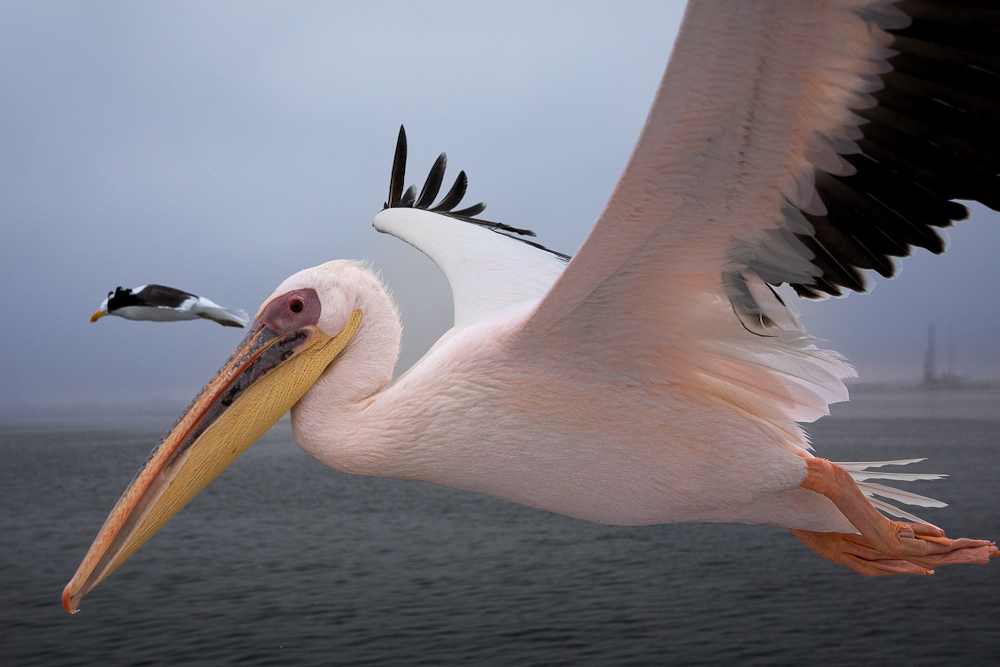Pelican Walvis Bay twisht
