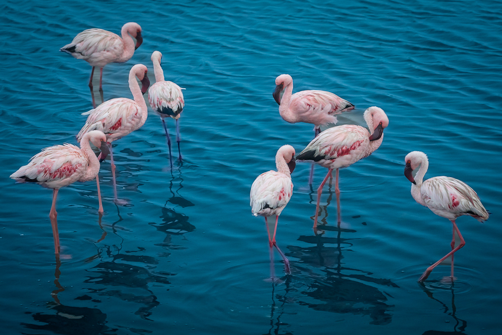 Walvis Bay flamingos twisht