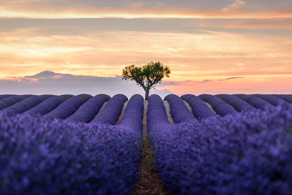 Valensole, France travelwishlist lavender