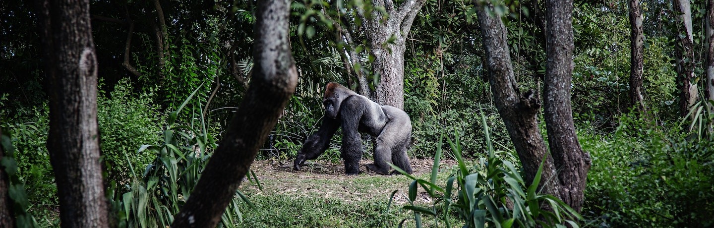 4 Best Places to See Gorillas in Africa