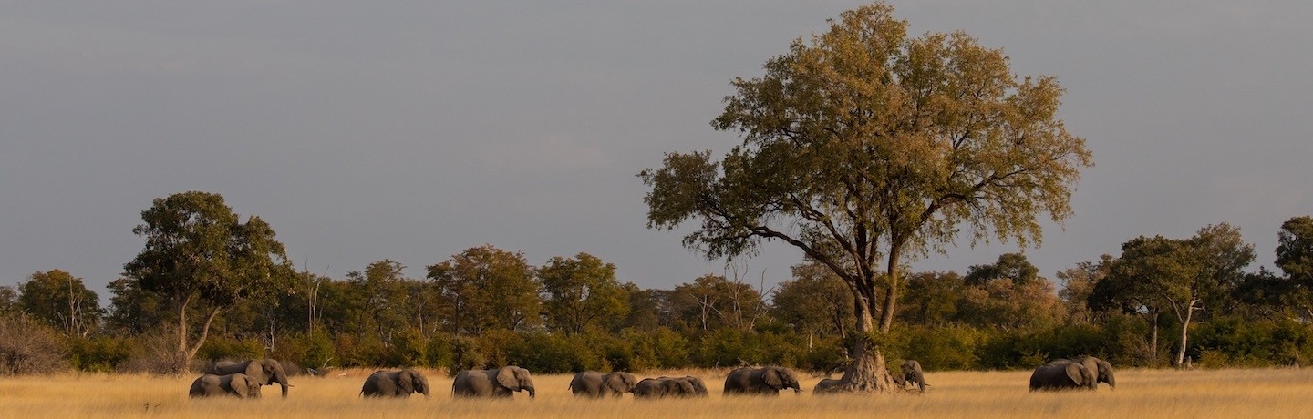 Explore breathtaking Botswana